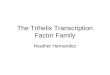 The Trihelix Transcription Factor Family Heather Hernandez
