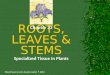 Sheryl Searcy Ninth Grade Center  2012 ROOTS, LEAVES & STEMS Specialized Tissue in Plants Chapter 23
