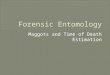 Maggots and Time of Death Estimation. Entomology is the Study of Insects Images from:  myento/files/ArmyEntomology.ppt