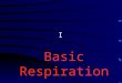 I Basic Respirations. Overview Intended to review and familiarize you with commonly heard breath sounds encountered in the field. How many of you were