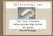 Helicoverpa zea The Corn Earworm Valley Springs High School 10 th grade Pre-AP Biology