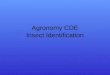 Agronomy CDE Insect Identification. Click here for the answer Larva stage
