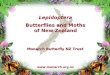 Lepidoptera Butterflies and Moths of New Zealand   Monarch Butterfly NZ Trust
