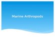 Marine Arthropods.  Arthropods  Characteristics of Phylum: – About 1 million species known, mostly marine – Most marine species are in a group of arthropods