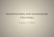 Hemichordata and Invertebrate Chordates Chapter 17 Notes 1
