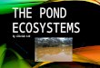 THE POND ECOSYSTEMS By oliviab 4JD. CONTENTS PAGE What is an ecosystem ? Our investigation Where we caught our water sample What we found What we discovered