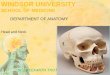 Head and Neck Dr. SREEKANTH THOTA DEPARTMENT OF ANATOMY