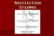 Restriction Enzymes. Remember what we know about DNA. What is the monomer of DNA? What is the monomer of DNA? How do bases pair? How do bases pair? What