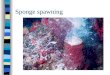 Sponge spawning. Coral spawning - sperm Coral spawning - eggs