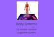 Body Systems Circulatory System Digestive System