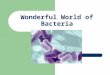 Wonderful World of Bacteria. The Cell The cell is a unit of organization Cells are classified as prokaryotes or eukaryotes Living things are classified