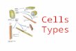 Cells Types. So what type of cells are there? Plant & Animal Cells This is a plant cell