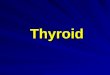 Thyroid. Physiology Seretion of thyroid hormones – T 3, T 4, calcitonine Iodine: 100 microgrames; 30% absorbed in digestive tract Capture in thyroid gland
