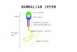 MAMMALIAN SPERM acrosome nucleus middle-piece (mitochondria) principal piece flagellum head end piece