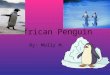African Penguin By: Molly M.. Physical Characteristics The African Penguin has shiny, waterproof feathers. There are about 70 feathers per square inch