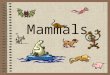 Mammals. Classification Kingdom: –Animalia Phylum: –Chordata Subphylum: –Vertebrates Class: –Mammalia 3 subclasses: Monotremes Marsupials Placental mammals