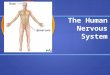 The Human Nervous System. NERVOUS SYSTEM CENTRAL NERVOUS SYSTEM PERIPHERAL NERVOUS SYSTEM AUTONOMIC NERVOUS SYSTEM PARASYMPATHETIC NERVOUS SYSTEM SYMPATHETIC