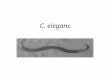 C. elegans. What is C. elegans? Caenorhabditis elegans, or C. elegans, is a small (about 1 mm long as an adult), transparent roundworm (nematode) usually
