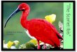 “The Scarlet Ibis” Analysis and Writing Activities