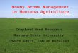 Downy Brome Management in Montana Agriculture Cropland Weed Research Montana State University Edward Davis, Fabian Menalled