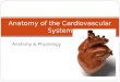 Anatomy & Physiology Anatomy of the Cardiovascular System