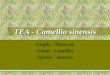 TEA - Camellia sinensis Family - Theaceae Genus - Camellia Species - sinensis