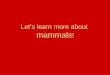 Let’s learn more about mammals !. IS THIS STRANGE ANIMAL A MAMMAL?