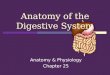 Anatomy & Physiology Chapter 25 Anatomy of the Digestive System