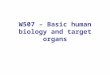 W507 – Basic human biology and target organs. Respiratory System Structure The lung as a route of entry The lung as a target organ –Particles –Gases Occupational