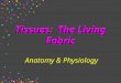 Tissues: The Living Fabric Anatomy & Physiology. Tissues H covering H support H movement H control