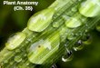 Plant Anatomy (Ch. 35) Basic plant anatomy 1 root – root tip – root hairs
