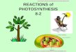 REACTIONS of PHOTOSYNTHESIS 8-2  20CD/0076.JPG