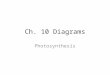 Ch. 10 Diagrams Photosynthesis. (a) Plants (b)Multicellular alga (c)Unicellular protists (d) Cyanobacteria (e)Purple sulfur bacteria 10  m 1  m 40