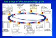 The Steps of the Accounting Cycle. The Accounting Period  Accounting records are summarized for a certain period of time, called an accounting period