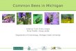 Common Bees in Michigan Julianna Tuell, Rufus Isaacs Anna Fiedler, Doug Landis Department of Entomology, Michigan State University