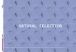 Natural Selection…………  In a nutshell, organisms with favorable phenotypes that allow for adaptation in a particular environment will survive, reproduce,
