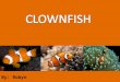 By: Robyn. The clownfish is a brightly colored omnivorous fish found in the Pacific and Indian Oceans. The coloration, resembling the bright face paint