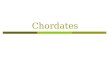 Chordates. What is a Chordate?  Chordates are animals that are characterized by a notochord, a dorsal hollow nerve chord, and pharyngeal slits at some