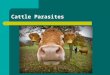 Cattle Parasites. Intestinal Nematodes Loss of appetite Immuno-suppression Destruction of gastric glands and interference with protein digestion Loss