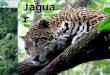 Jaguar © David Tomlinson. Jaguar Scientific name Panthera onca In these countries: Mexico down through Guatemala, Belize, Honduras, Nicaragua, Costa Rica,