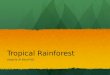 Tropical Rainforest Abdulla Al Binali 6D. Tropical Rainforests Of The World