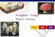 Domain Bacteria Domain Archaea Domain Eukarya Common ancestor Kingdom: Fungi Domain Eukarya
