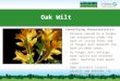 Oak Wilt Identifying Characteristics: Disease caused by a fungus can overwinter under the bark of living trees and as fungus mats beneath the bark on dead