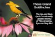 The Ins and Outs (and Occasionally Upside-downs) of This Amazing, Eye-catching Bird Those Grand Goldfinches