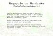 Mayapple or Mandrake (Podophyllum peltatum L.) Family: Berberidaceae (bear-ber-id-AY-see-ay) Berberis is the Latinized form of the Arabian name for the