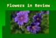 Flowers in Review. Basic Flower A flower described:  A characteristic feature of the angiosperms is the grouping of sexually reproductive structures
