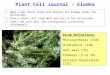 Plant Cell Journal - Elodea Make a wet mount slide and observe the Elodea under the microscope. Draw a plant cell from what you see in the microscope