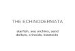 THE ECHINODERMATA starfish, sea urchins, sand dollars, crinoids, blastoids