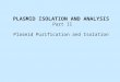 PLASMID ISOLATION AND ANALYSIS Part II Plasmid Purification and Isolation