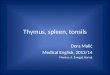 Thymus, spleen, tonsils Dora Malić Medical English, 2013/14 Mentor: A. Žmegač Horvat